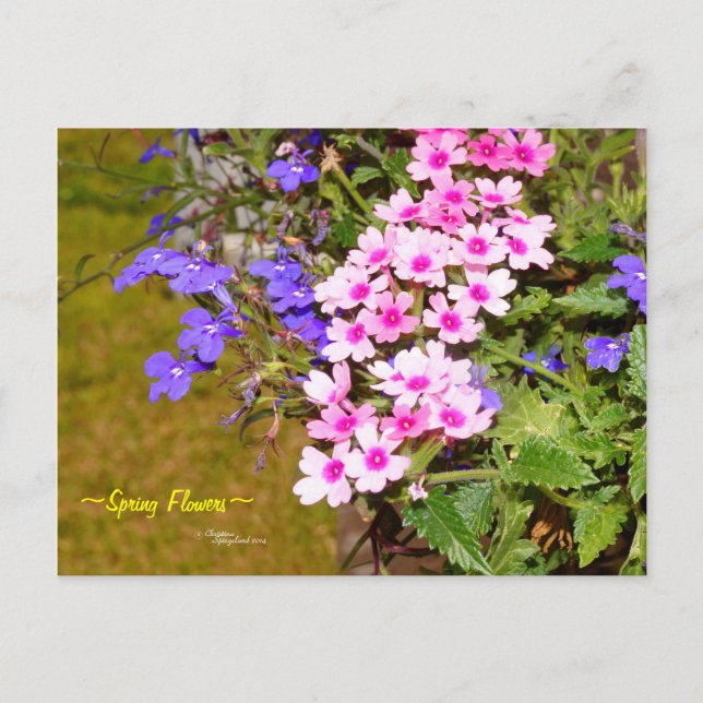 Postal Flores de primavera rosadas púrpura Postcard (Anverso)
