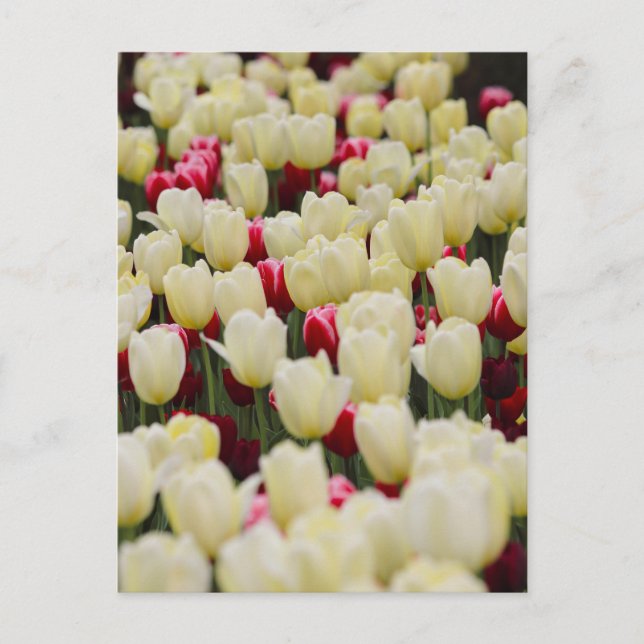 Postal Flores de primavera suaves (Anverso)