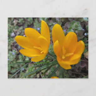 Postal Flores de Primavera Tempranas