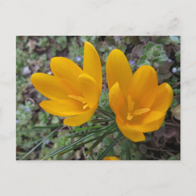 Postal Flores de Primavera Tempranas (Anverso)