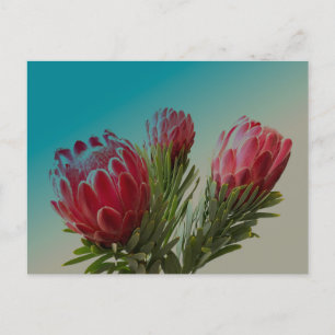 Postal Flores de Protea