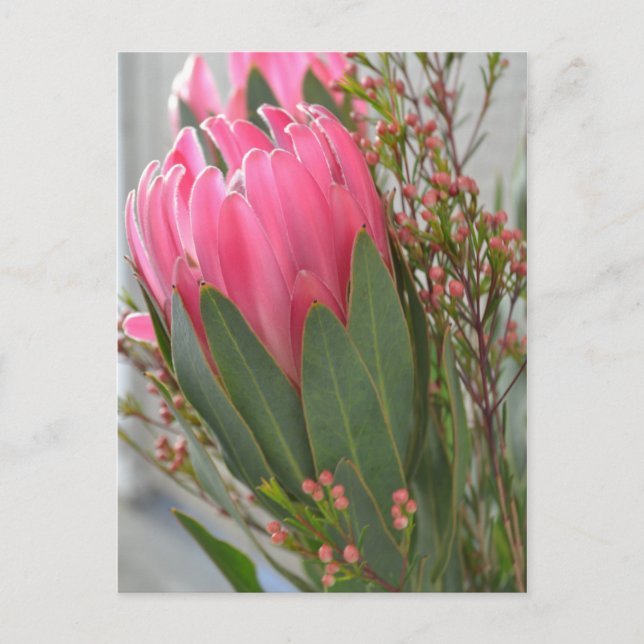 Postal Flores de Protea Hawái (Anverso)