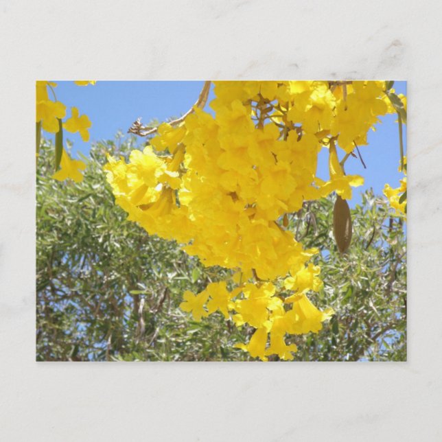 Postal Flores de Puerto Rico (Anverso)