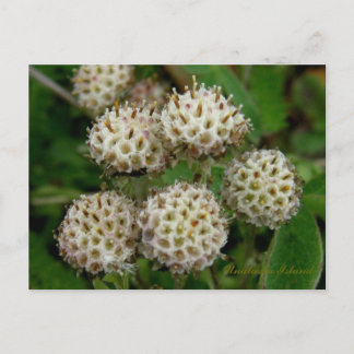 Postal Flores de Pussytos, isla Unalaska