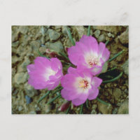 Flores de raíz amarga rojas