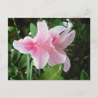 Postal Flores de rododendros