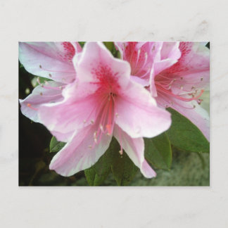 Postal Flores de rododendros