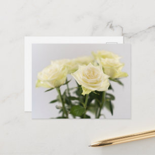Postal Flores de Rosa Blanca Elegante Fotografía Sobre Gr