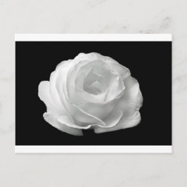 Postal Flores de rosa blanca Flores Jardín Paz Arte Amor