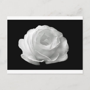 Postal Flores de rosa blanca Flores Jardín Paz Arte Amor