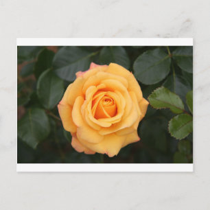 Postal flores de rosa flor amor esposa enamorada pareja