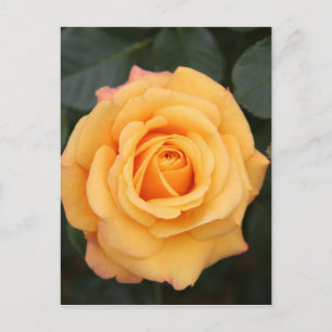 Postal flores de rosa flor amor esposa enamorada pareja