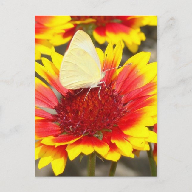 Postal Flores de Rosa Mariposa Romántica (Anverso)