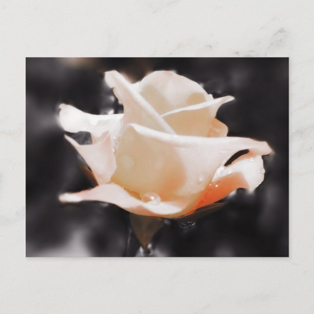 Postal Flores de Rosa románticas (Anverso)