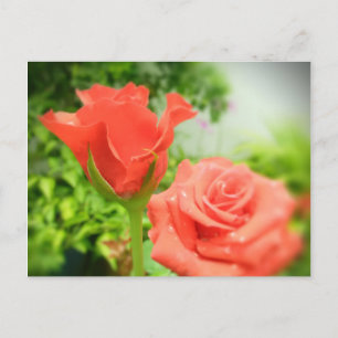 Postal Flores de Rosa románticas