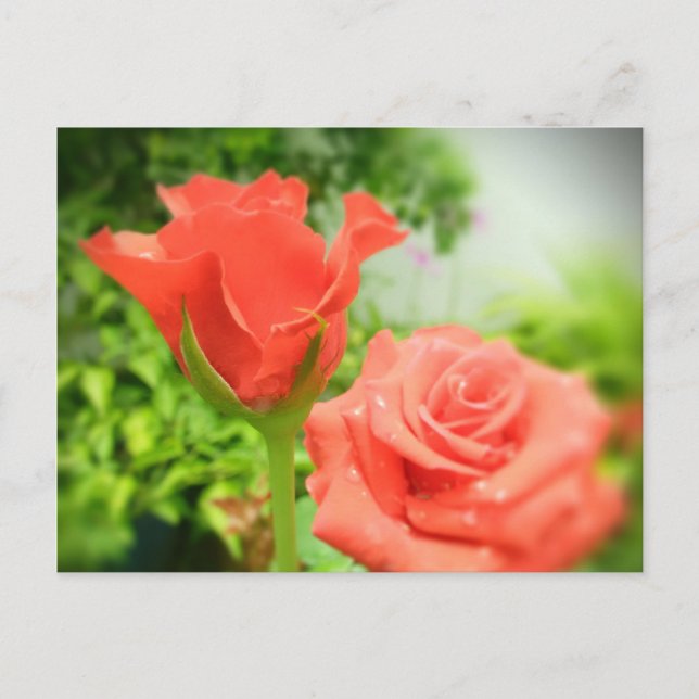 Postal Flores de Rosa románticas (Anverso)