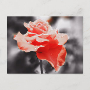 Postal Flores de Rosa románticas #3