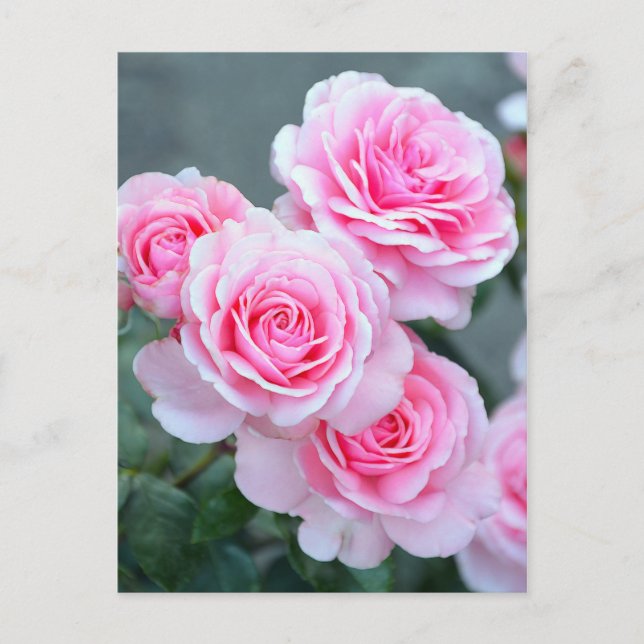 Postal Flores de rosa rosa (Anverso)