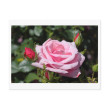 flores de rosa rosa feliz cumpleaños. con amor, no