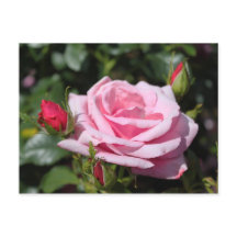 flores de rosa rosa feliz cumpleaños. con amor, no