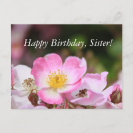 Postal flores de rosa silvestre rosado para las mujeres