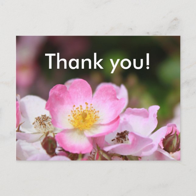 Postal flores de rosa silvestre rosado para las mujeres (Anverso)