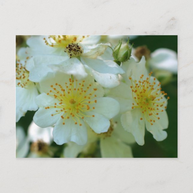 Postal Flores de Rosas de apuestas blancas salvajes (Anverso)