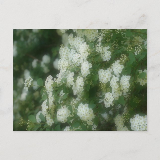 Postal Flores de Rosas de apuestas blancas salvajes (Anverso)