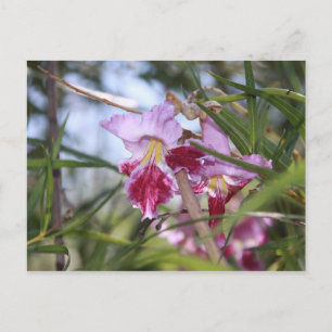 Postal Flores de Sedona