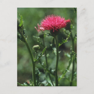Postal Flores de silbido plumado (Cirsium Japonicom)