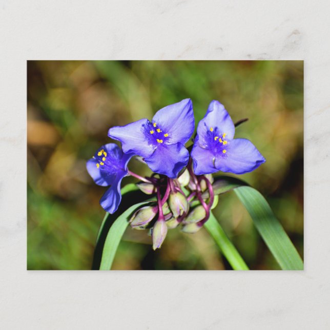 Postal Flores de Spiderwort (Anverso)