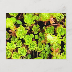 Postal Flores de Suculentas Verdes