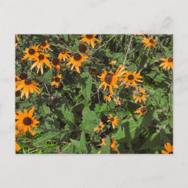 Postal Flores de Susana de Ojos Negros Naranja Brillante 