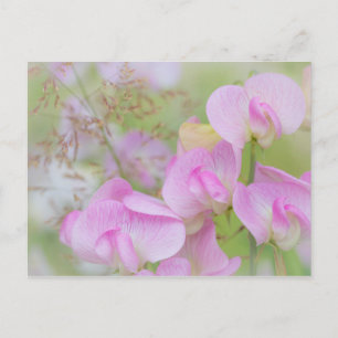 Postal Flores de Sweet Pea Seabeck, WA