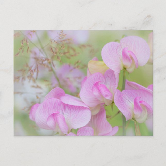 Postal Flores de Sweet Pea | Seabeck, WA (Anverso)