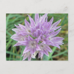 Postal Flores de ternera rosa Allium Schoenoprasum