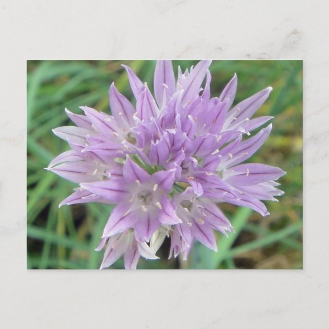Postal Flores de ternera rosa Allium Schoenoprasum (Anverso)