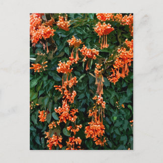 Postal Flores de trompeta