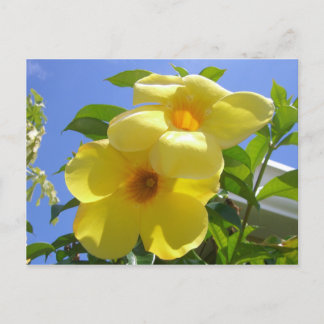 Postal Flores de trompeta doradas I