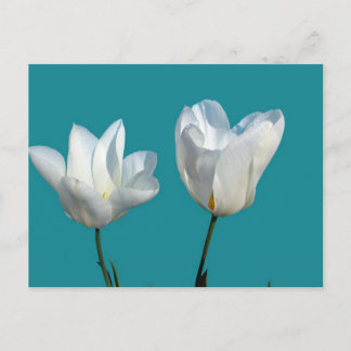 Postal flores de tulipán blancas sobre fondo azul acuátic