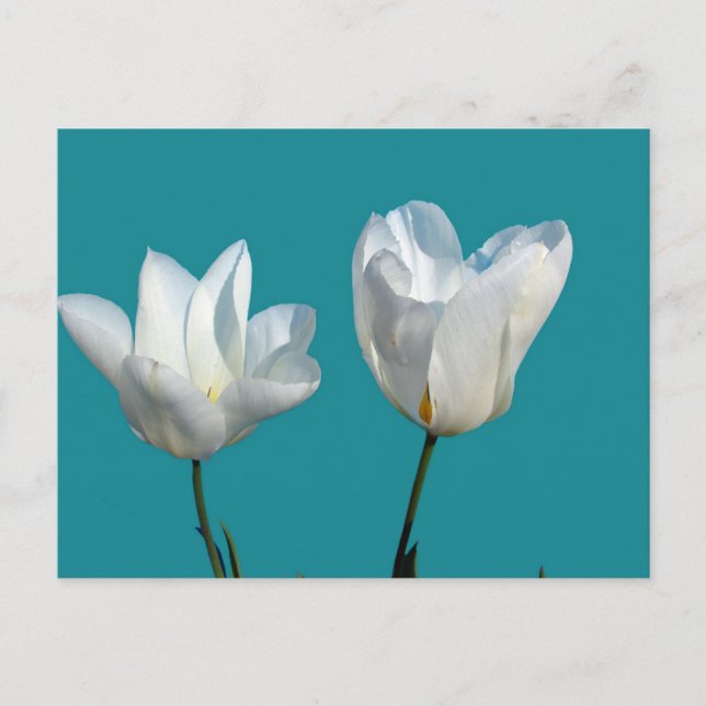Postal flores de tulipán blancas sobre fondo azul acuátic (Anverso)