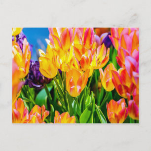 Postal Flores de Tulipán - Florecen
