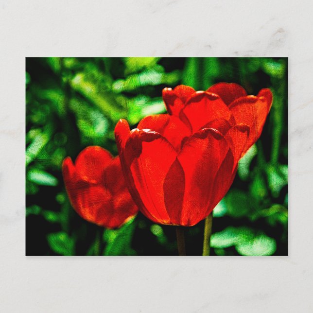 Postal Flores de tulipán rojas (Anverso)