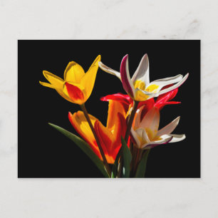 Postal Flores de tulipán sobre fondo negro