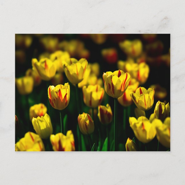 Postal Flores de tulipanes amarillos (Anverso)