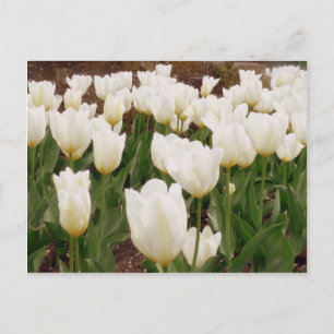Postal Flores de tulipanes blancos