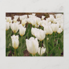 Postal Flores de tulipanes blancos