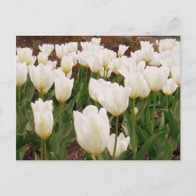 Postal Flores de tulipanes blancos (Anverso)