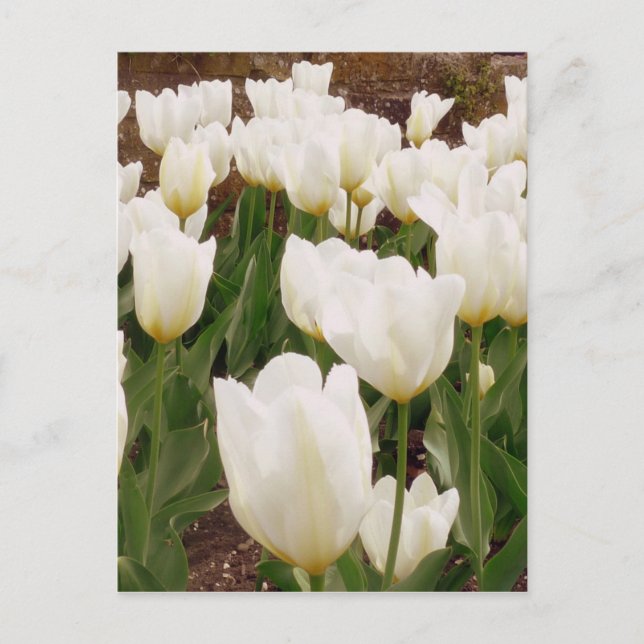 Postal Flores de tulipanes blancos (Anverso)