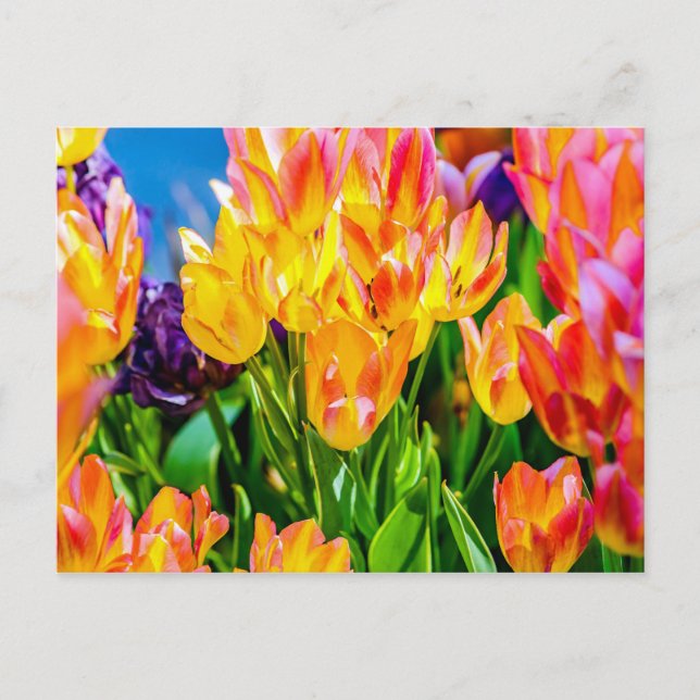 Postal Flores de tulipanes - Florecer (Anverso)